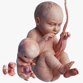 Realistic Female Arm 3D model